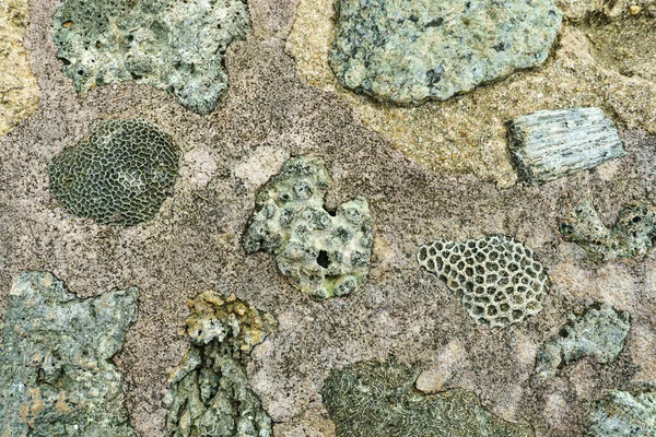 Текстура Стен Камнями Кораллами — стоковое фото