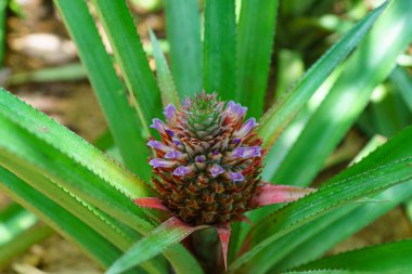 Güzel ananas çiçeği üst görünümü.