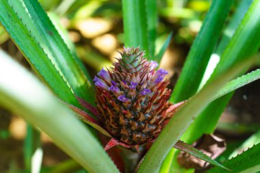 Arka planda yeşil yapraklı ananas çiçeği.