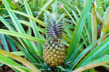 Ananas veya ananas heykeli toprakta yetişir..