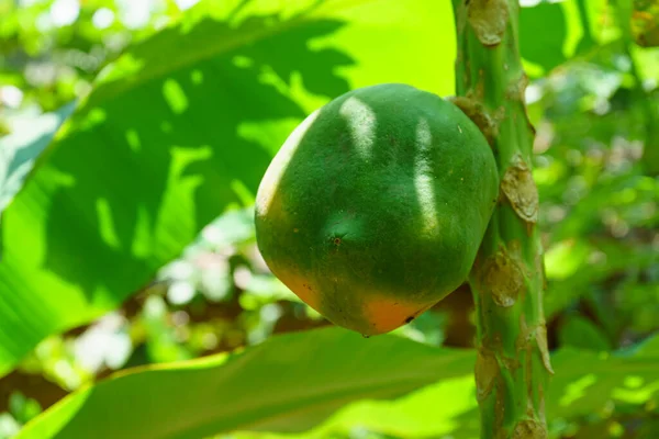 Ağaçta tek bir papaya meyvesi yetişiyor..