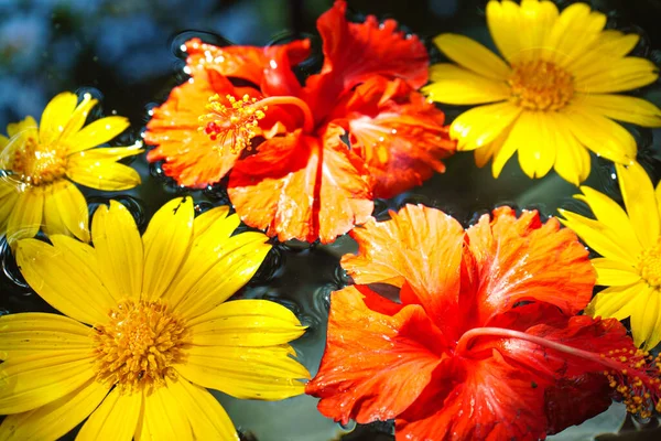 Rote Und Gelbe Blumen Schweben Auf Dem Wasser — Stockfoto