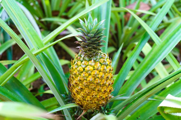 Ripe Pineapple Growing Plant Stock Photo