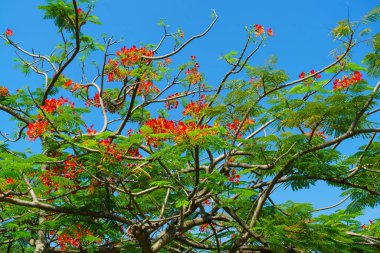 Mavi gökyüzüne karşı kırmızı çiçekli yeşil çalı.