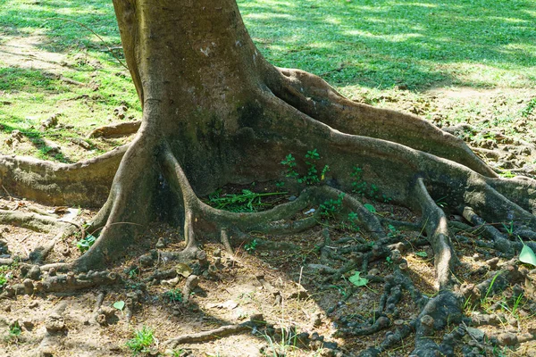 Roots Large Tree Ground Park — Stock Photo, Image