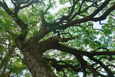 Yoğun yeşil yapraklı bir ağacın gövdesi ve dalları..