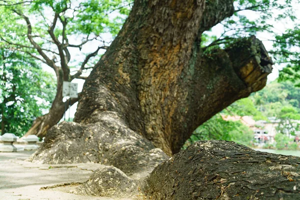 Большой Корень Огромного Дерева Над Землей — стоковое фото