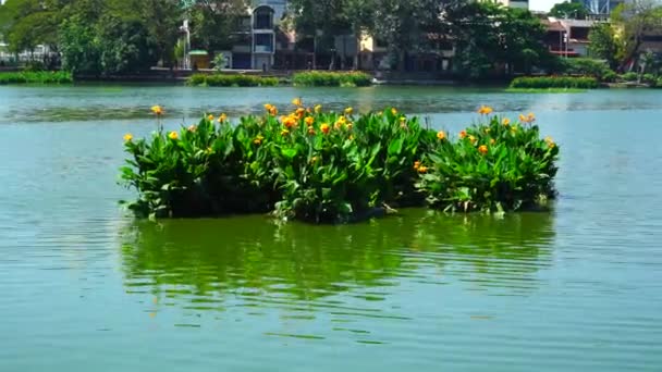 Зеленый Остров Желтыми Цветами Озере — стоковое видео