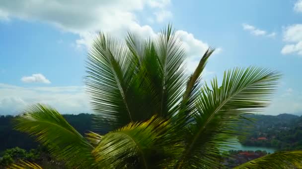 Haut Palmier Sur Fond Collines Ciel Bleu — Video