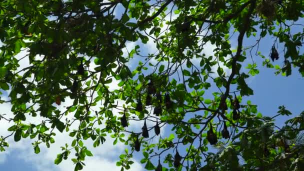 Muitas Raposas Voadoras Sentam Galhos Árvores — Vídeo de Stock