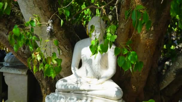 Скульптура Будды Сидящего Священным Деревом — стоковое видео