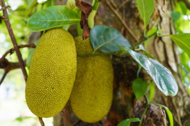 Jackfruit ve Jackfruit ağaçları bir dala asılı..