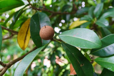 Sapodilla meyve ve yaprakları bir dala asılı..