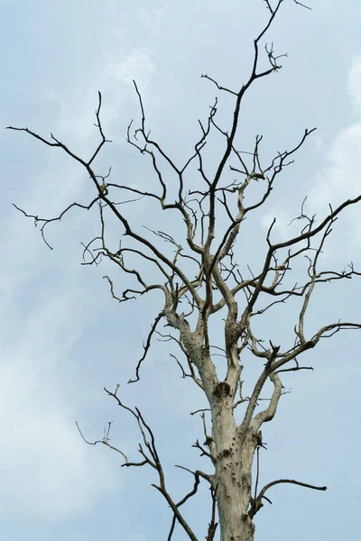 stock image Branches of an old tree without leaves.