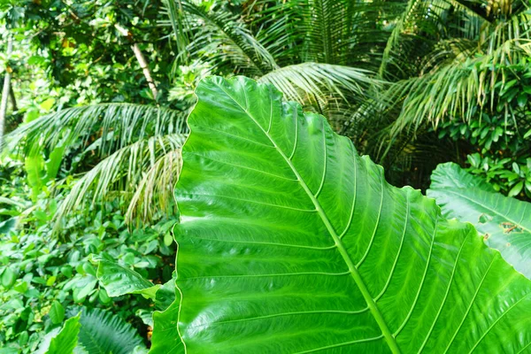 Enorma Blad Växt Tropisk Trädgård — Stockfoto