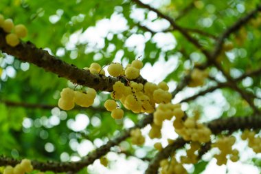 Star gooseberry tree with fruits.