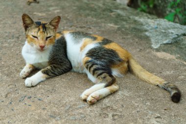 Yorgun bir sokak kedisi yolda yatıyor..