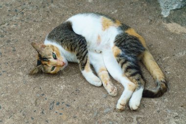 Yolda hasta bir kedi yatıyor..