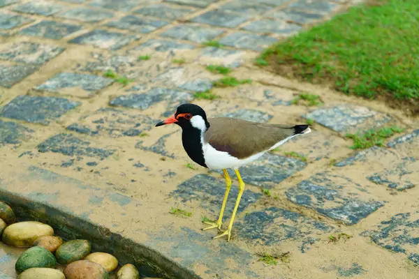 漂亮的红毛飞鸟 Vanellus Indicus 斯里兰卡的一种鸟类 — 图库照片