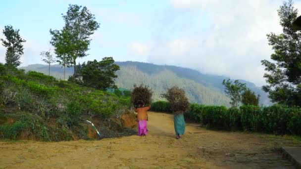 Women Carry Firewood Heads Mountains — Stock Video