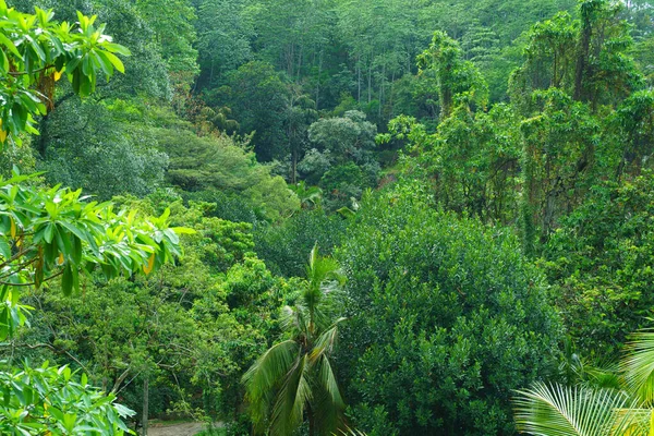 Muchos Árboles Tropicales Solo Lugar — Foto de Stock