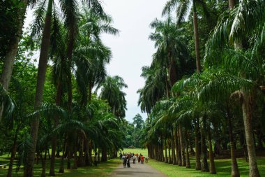 Sri Lanka 'da Kandy' de insanlarla dolu bir Palm alley..