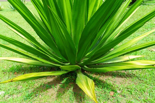 Planta Tropical Verde Com Folhas Longas Afiadas — Fotografia de Stock