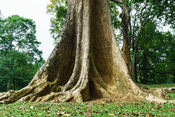 The trunk of an old tropical tree with roots in the form of blades.