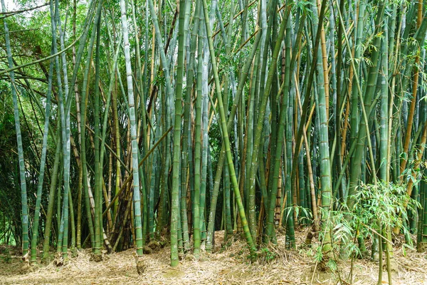 Boschetto Bambù Fusti Piante Foresta Bambù Spessa Natura Meridionale — Foto Stock