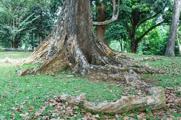 stock image Large roots of old tree above the ground.