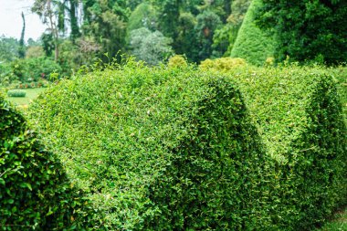 Dalgalı bir çizgide budanmış çalılarla peyzaj..