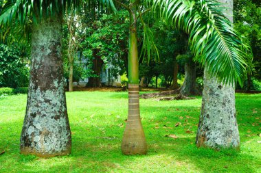 Palmiye ağacı ve parkta iki ağaç..