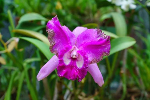 stock image Purple orchid flower phalaenopsis, phalaenopsis or falah. Purple phalaenopsis flowers.