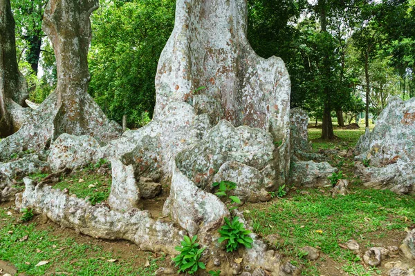 Hohe Flache Wurzeln Eines Tropischen Baumes — Stockfoto