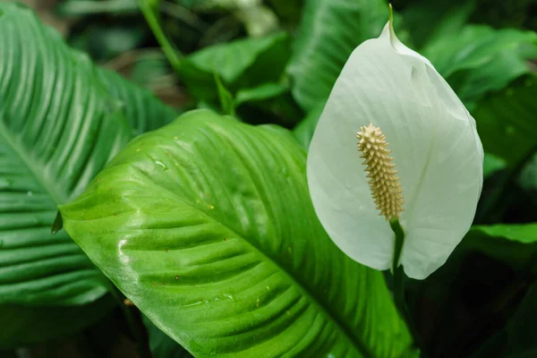 Közelkép Szirom Fehér Virág Háttér Zöld Levelek Spathiphyllum Stock Fotó