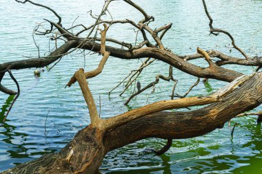 Çıplak dalları olan bir ağaç gölde yatıyor..