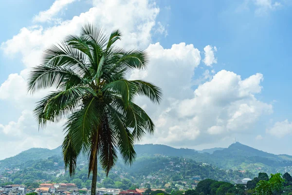 Palm tree against the background of houses on the hills and blue sky.