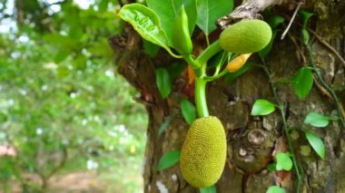 Jackfruit ağacında asılı küçük meyveler. Artocarpus heterophyllus.