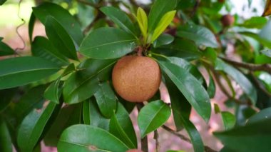 Ağaçta asılı duran yalıtılmış sapodilla meyvesi..
