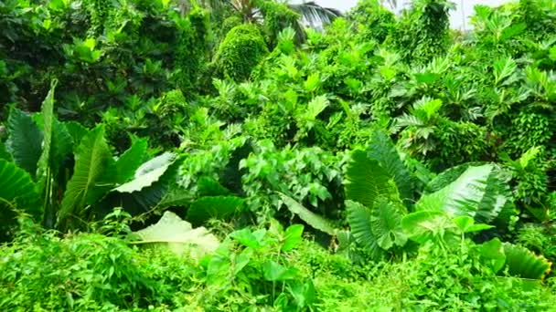Ormanda Yeşil Tropikal Çalılıklar — Stok video