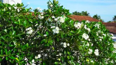 Sri Lanka 'da beyaz çiçekli bir ağaç. Plumeria ağacı.