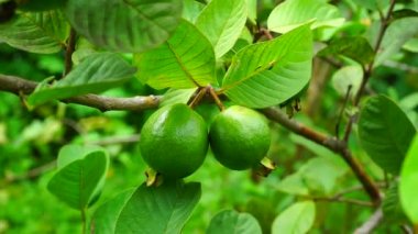 Yeşil guava meyveleri ağaçta yetişir..
