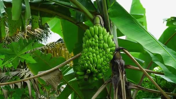 Viele Grüne Bananen Hängen Einem Bananenbaum — Stockvideo