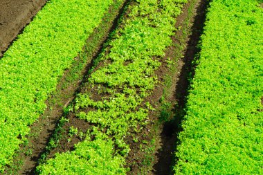 Bahçedeki yataklarda marul bitkileri yetişiyor..
