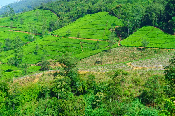 Tea Ültetvények Domboldalon Trópusi Erdők Között — Stock Fotó