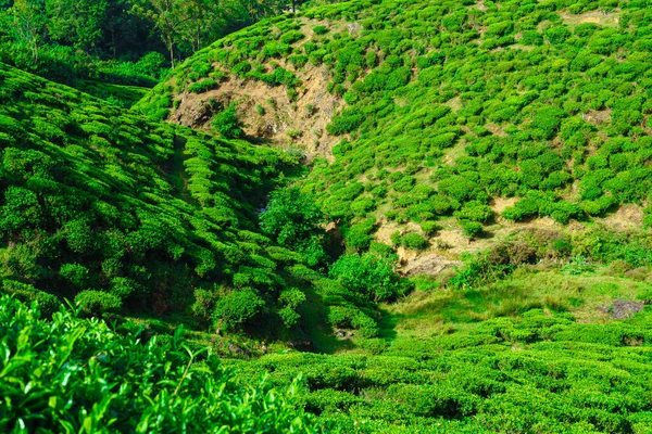 在峡谷的山坡上生长着茶树 — 图库照片