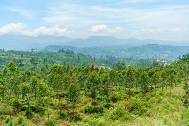 Sri Lanka 'da tropikal ağaçlar ve bitkilerle dolu dağ manzarası.