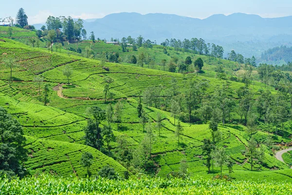 Panoramic view of tea plants and trees on the hills.