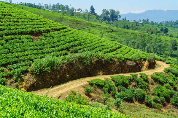 Чайная Плантация Дорога Холмах Шри Ланки — стоковое фото