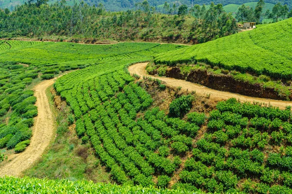 Nuwara Eliya Çay Çalılarıyla Tepelerde Yollar — Stok fotoğraf